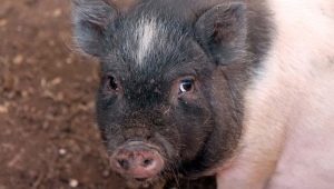 Кармалы: особенности породы свиней, правила ухода и разведения