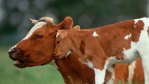 Когда корова начинает давать молоко и как раздоить ее после отела?