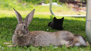 Кролик серый великан: характеристика породы и разведение 