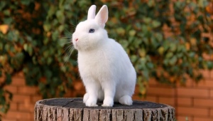 Кролики породы гермелин: описание и особенности содержания
