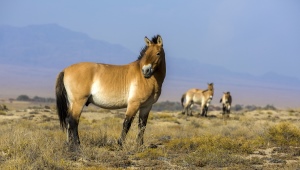 Лошадь Пржевальского: особенности и среда обитания 