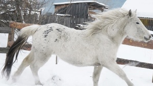 Лошади Алтайского края
