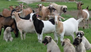 Мясные породы коз: описание и выращивание 