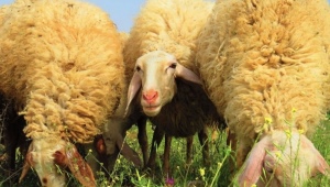Обзор молочных пород овец