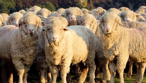 Описание и содержание алтайской породы овец