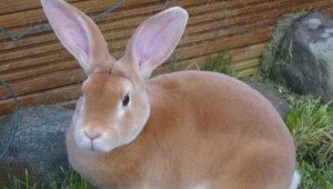Особенности кроликов породы рекс