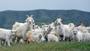 Особенности пуховых пород коз