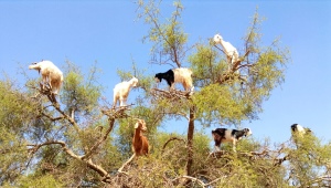 Почему в Марокко козы пасутся на деревьях?