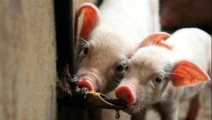 Поилки для свиней: особенности, виды и правила установки