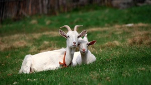 Популярные породы коз