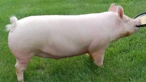 Порода свиней Йоркшир: особенности, уход, кормление и правила разведения