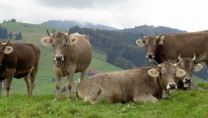 Швицкая порода коров: преимущества, недостатки и тонкости ухода