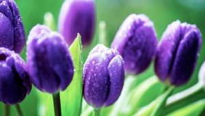 Сорта фиолетовых тюльпанов и особенности их выращивания