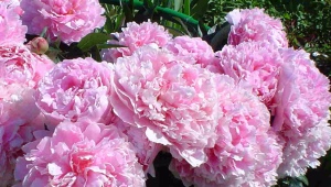 Сорта розовых пионов, их особенности и правила ухода