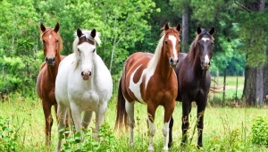 Список основных и редких мастей лошадей