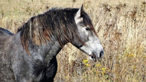 Татарские лошади: описание и содержание