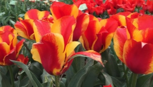 Тюльпаны Грейга: характеристика вида и особенности его выращивания