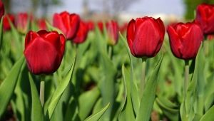 Тюльпаны «Парад»: описание сорта и особенности его выращивания