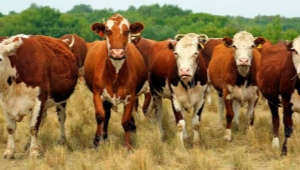 Все, что нужно знать о весе коров
