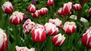 Все о пионовидных тюльпанах