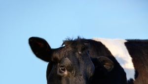 Яловая корова: что это значит, причины и меры борьбы