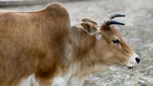 Зебу: описание коровы, среда обитания и использование в хозяйстве