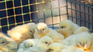 Как сделать и обустроить клетки для цыплят своими руками? 