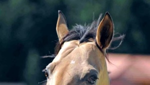 Какие бывают породы лошадей?