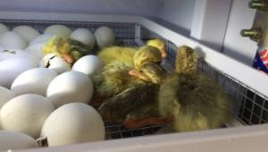 Особенности инкубации яиц индоуток