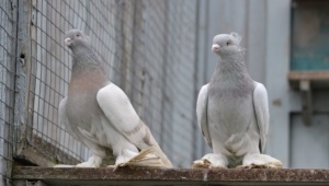 Узбекские голуби: особенности, виды и выращивание