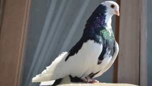 Все о голубях породы турман