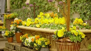 Обзор желтых садовых цветов