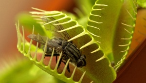 Как вырастить из семян венерину мухоловку? 
