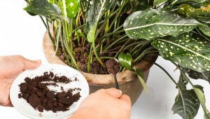 Кофейная гуща и жмых как удобрение для комнатных растений