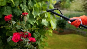 Как обрабатывать розы осенью железным купоросом?