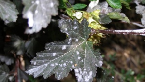 Белый налет на листьях смородины: причины и лечение болезни