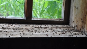 Как избавиться от муравьев в деревянном доме?