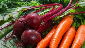 Как подкармливать морковь и свеклу народными средствами?
