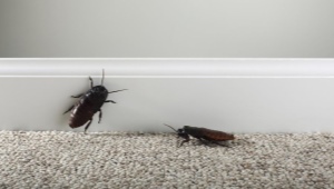Откуда берутся тараканы?