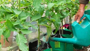 Подкормка томатов в теплице: какие удобрения и когда использовать?