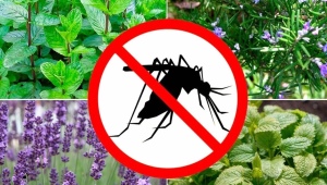Какое растение отпугивает мух и комаров? 