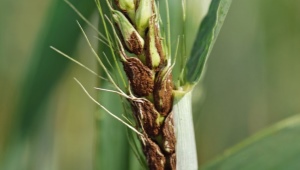 Вредители и болезни пшеницы
