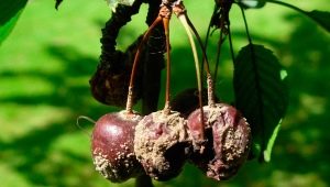 Борьба с болезнями и вредителями вишни