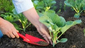 Нужно ли окучивать капусту в открытом грунте и как это делать?