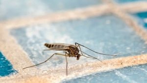Обзор народных средств от комаров