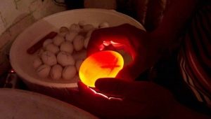 Овоскопирование гусиных яиц