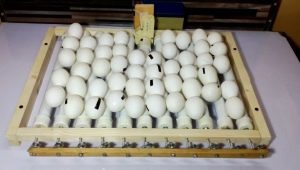 Правила и технология переворота яиц в инкубаторе
