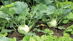 Все о выращивании капусты кольраби