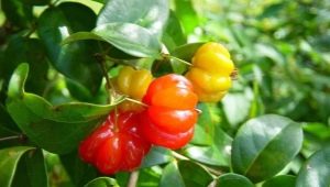 Что такое суринамская вишня и как ее выращивать?