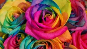 Как делают радужные розы и что они означают?